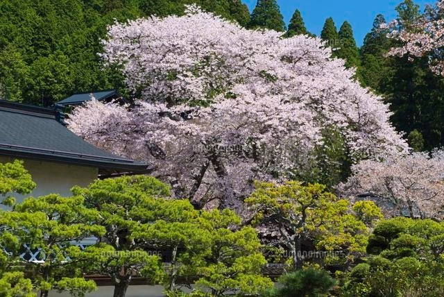｛（日本の心）｝　山採り　桜