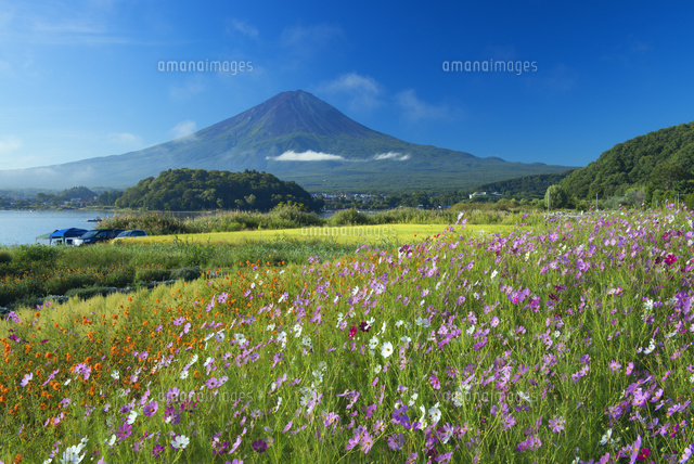 コスモス咲く大石公園より河口湖と富士山朝霧[25488028940]の写真