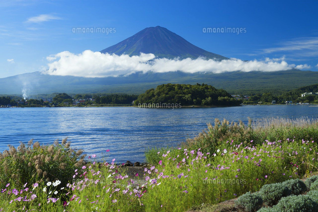 コスモス咲く大石公園より河口湖と富士山朝霧[25488028940]の写真