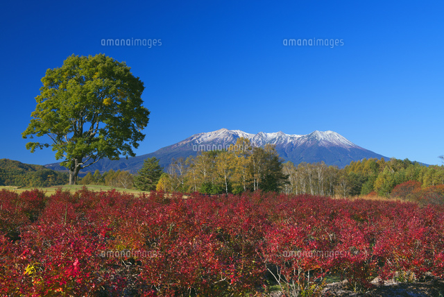 ブルーベリー紅葉と御嶽山冠雪 開田高原 木曽馬の里 の写真素材 イラスト素材 アマナイメージズ
