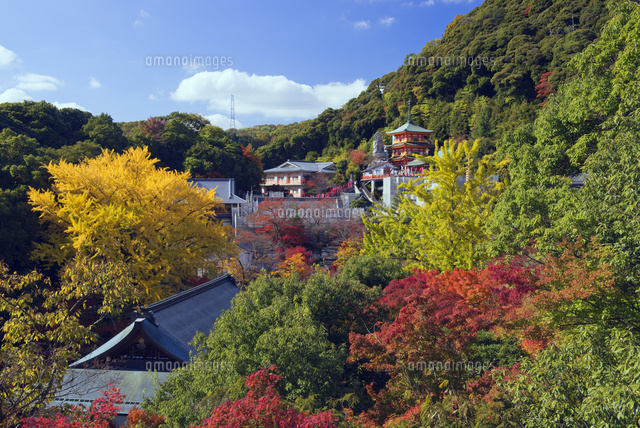 信貴山 本堂から紅葉と大イチョウ黄葉の朝護孫子寺境内 の写真素材 イラスト素材 アマナイメージズ