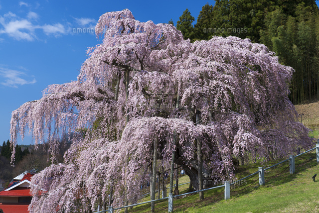 滝桜 樹齢1000年以上 ベニシダレザクラ 三大巨桜[25488030019]の写真