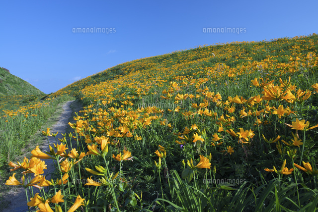 トビシマカンゾウ群落 大野亀 佐渡海府海岸 の写真素材 イラスト素材 アマナイメージズ