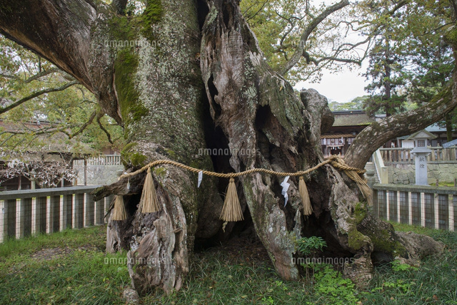 大山祇神社 乎知命御手植の楠 推定樹齢2600年 大三島[25488031403]の