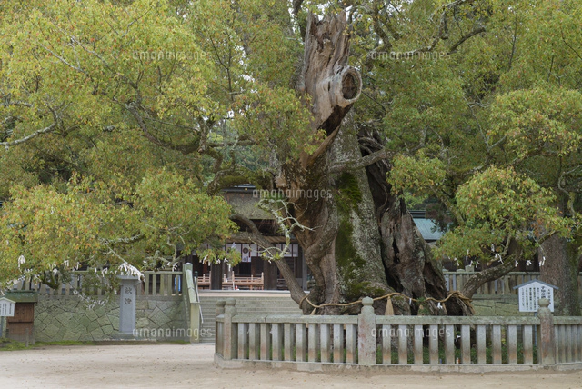 大山祇神社 乎知命御手植の楠 推定樹齢2600年 大三島