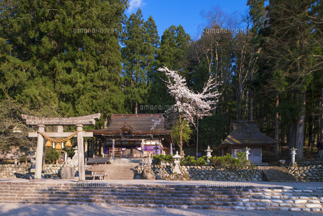 サクラ咲く白川郷荻町合掌造り集落 白川八幡神社 の写真素材 イラスト素材 アマナイメージズ