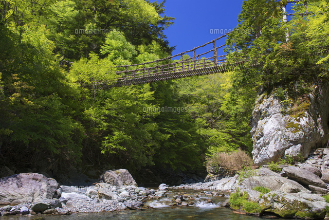 新緑の祖谷川に架かる奥祖谷二重かずら橋 男橋 の写真素材 イラスト素材 アマナイメージズ
