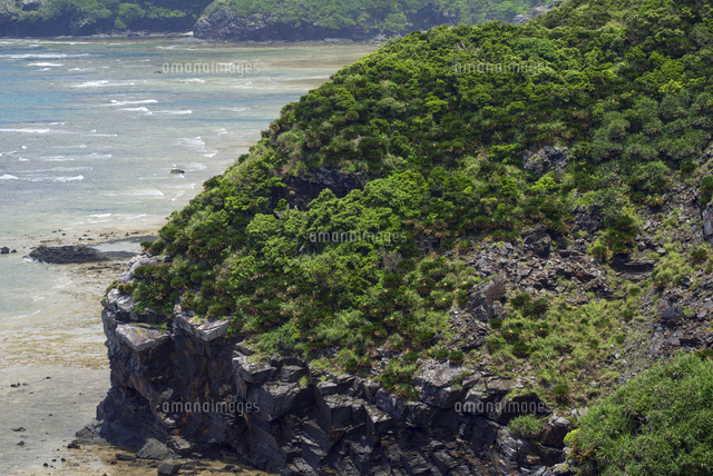 海食崖とソテツ自生林と裾礁 女瀬ノ崎 座間味島 の写真素材 イラスト素材 アマナイメージズ