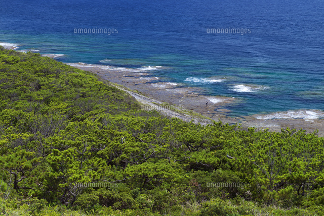 リュウキュウマツ林の海岸植生と裾礁 女瀬ノ崎 座間味島 の写真素材 イラスト素材 アマナイメージズ