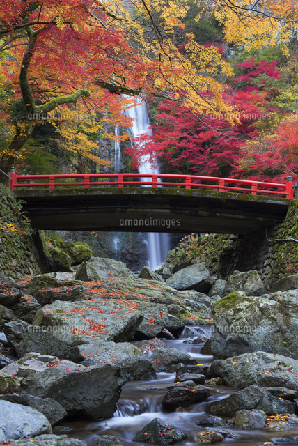滝見橋と箕面滝紅葉 箕面公園 の写真素材 イラスト素材 アマナイメージズ