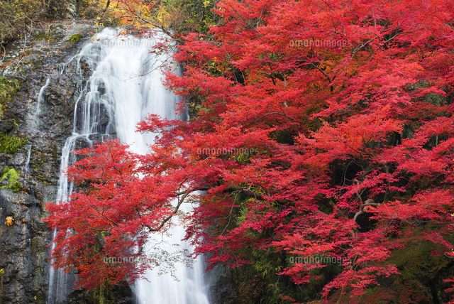箕面滝紅葉 箕面公園[25488033152]の写真・イラスト素材｜アマナイメージズ