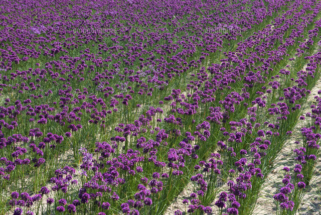 鳥取砂丘のラッキョウの花畑 の写真素材 イラスト素材 アマナイメージズ