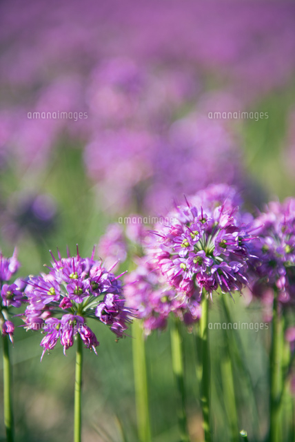 ラッキョウの花 鳥取砂丘 の写真素材 イラスト素材 アマナイメージズ
