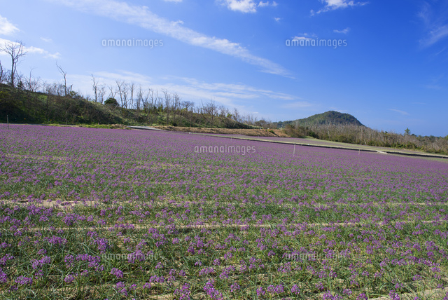 鳥取砂丘のラッキョウの花畑 の写真素材 イラスト素材 アマナイメージズ