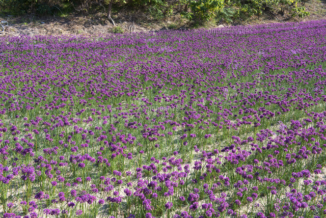 鳥取砂丘のラッキョウの花畑 の写真素材 イラスト素材 アマナイメージズ