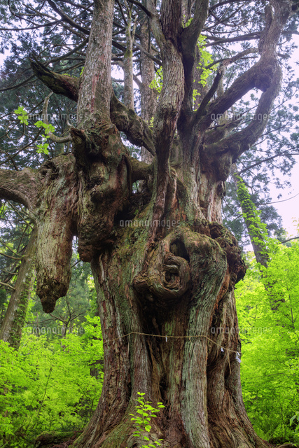 欅の根／樹齢木の根 木の根橋！ケヤキの奇木🌳 Zelkova giant tree Tree root bridge