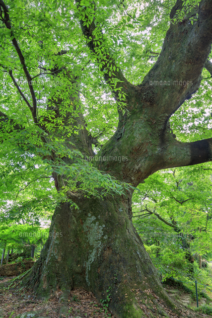 金山の大ケヤキ 推定樹齢800年 金山城跡 の写真素材 イラスト素材 アマナイメージズ