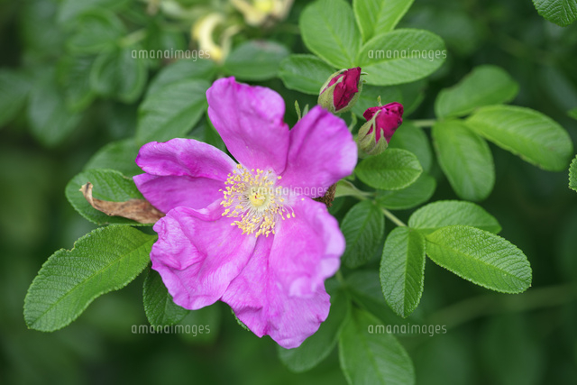 ハマナス ルブラ 長居植物園 の写真素材 イラスト素材 アマナイメージズ