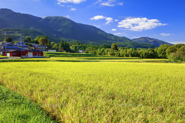 風の森付近の棚田風景 葛城古道[25488037314]の写真・イラスト素材