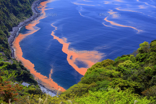 赤潮の西伊豆海岸[25488037994]の写真・イラスト素材｜アマナイメージズ