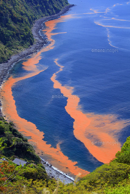 赤潮の西伊豆海岸[25488038085]の写真・イラスト素材｜アマナイメージズ