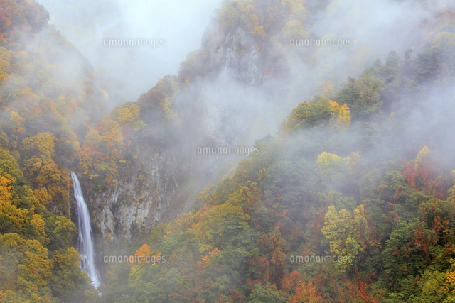 朝霧紅葉 朝霧漂う紅葉の澗満滝[25488039193]の写真・イラスト素材