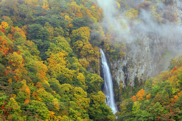 朝霧紅葉 朝霧漂う紅葉の澗満滝[25488039193]の写真・イラスト素材