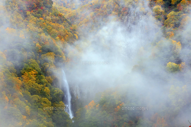 朝霧紅葉 朝霧漂う紅葉の澗満滝[25488039193]の写真・イラスト素材