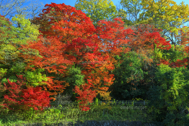 竜田川の紅葉 の写真素材 イラスト素材 アマナイメージズ