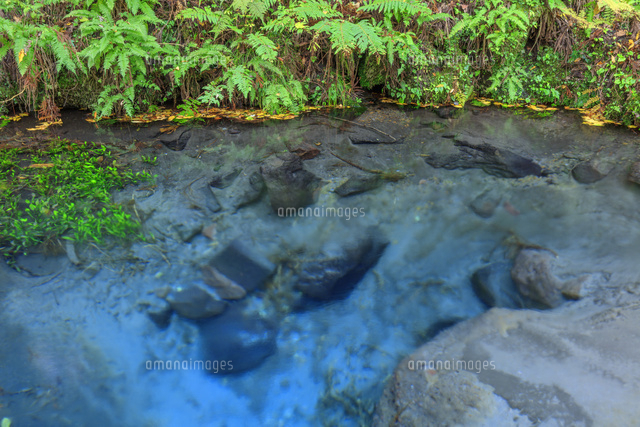 男池湧水群 の写真素材 イラスト素材 アマナイメージズ
