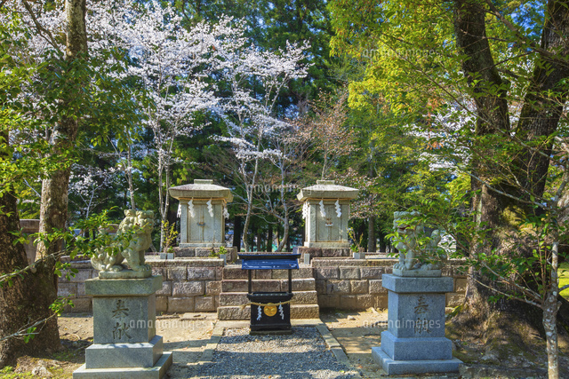 桜咲く4基の石祠 大斎原 熊野本宮大社旧社地[25488040078]の写真