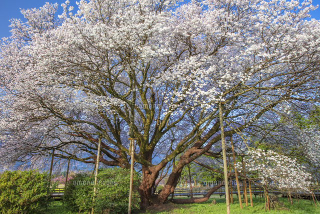 一心行の大桜 樹齢約400年 ヤマザクラ 樹高14m[25488040370]の写真