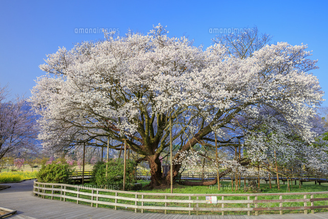一心行の大桜 樹齢約400年 ヤマザクラ 樹高14m[25488040374]の写真