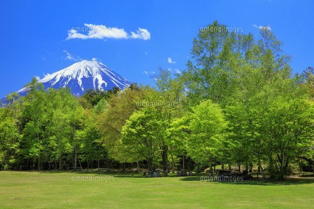 新緑の西湖野鳥の森公園より富士山 の写真素材 イラスト素材 アマナイメージズ