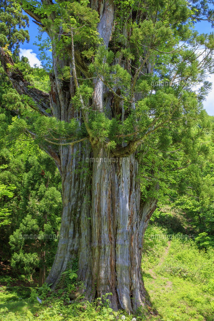 石徹白の大杉 樹齢約1800年 樹高25m 幹周13m 美濃禅定道[25488041065