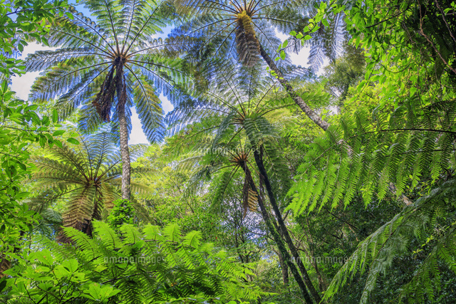 Eucalipto Baby Blue Disponible A Partir Del 12 De Enero