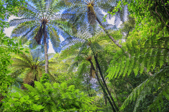 ヒカゲヘゴ 奄美大島産 現地採集株 hikegehego
