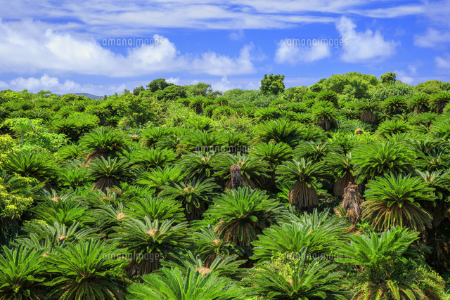 あやまる岬 ソテツ群生地 奄美大島[25488041447]の写真・イラスト素材