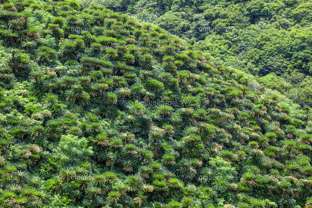 ソテツ群生地 奄美大島[25488041489]の写真・イラスト素材