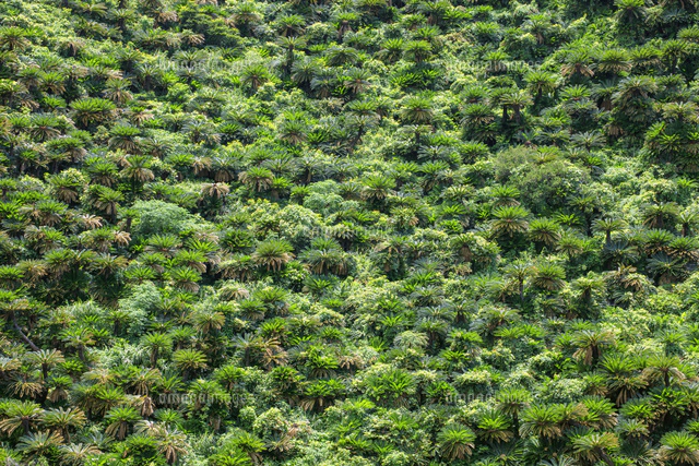 ソテツ群生地 奄美大島[25488041489]の写真・イラスト素材｜アマナ