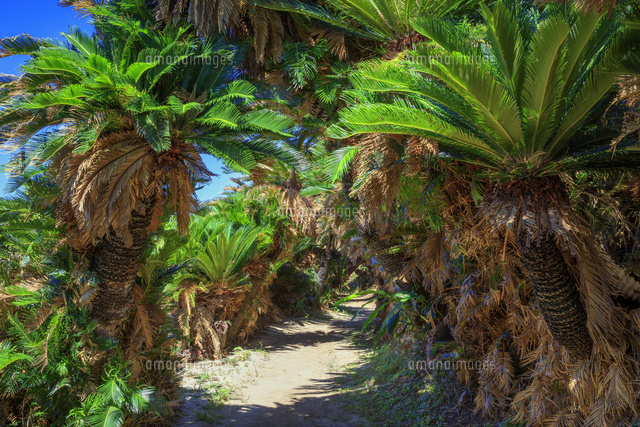 ソテツトンネル 金見崎 徳之島[25488041656]の写真・イラスト素材