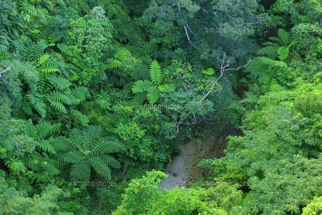 長尾橋より原生林と比地川 大国林道 の写真素材 イラスト素材 アマナイメージズ