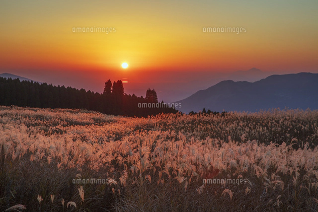 ススキ原より夕日と雲仙岳 阿蘇山[25488043204]の写真・イラスト素材