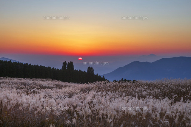 阿蘇山の夕暮れ春 ススキ原より夕日と雲仙岳 阿蘇山[25488043206]の写真・イラスト