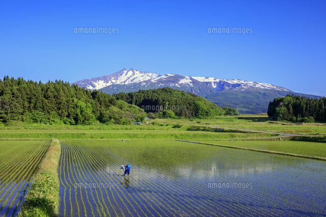 補植作業の水田より鳥海山水鏡[25488044301]の写真・イラスト素材