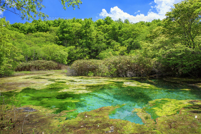 新緑の田代平湿原の龍神沼 八甲田山[25488044404]の写真・イラスト素材