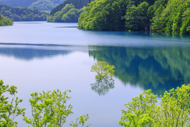 新緑の水没林 秋扇湖[25488044528]の写真・イラスト素材｜アマナイメージズ