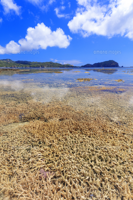 枝サンゴの群落 二見港 製氷海岸 父島 小笠原 25488045365 の写真素材 イラスト素材 アマナイメージズ