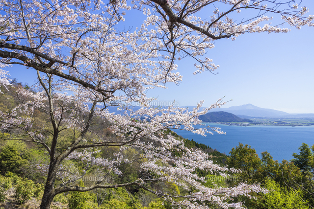 桜＊無言取引○様　確認用 桜咲くつづら尾崎展望台より琵琶湖と伊吹山[25488048293]の写真