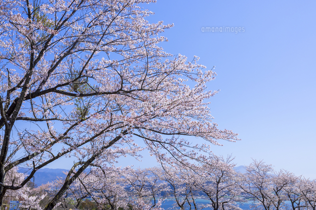 桜咲くつづら尾崎展望台より琵琶湖と伊吹山[25488048294]の写真